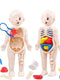 13Pcs Montessori Children Science Education Human Body Organ Anatomy Model DIY Toy