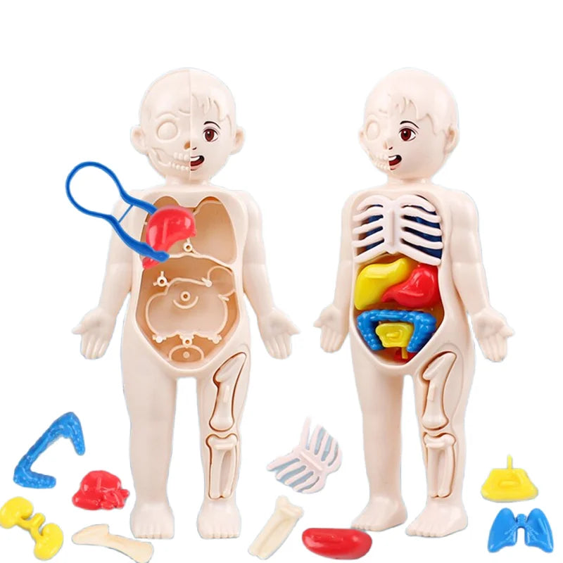 13Pcs Montessori Children Science Education Human Body Organ Anatomy Model DIY Toy