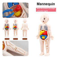 13Pcs Montessori Children Science Education Human Body Organ Anatomy Model DIY Toy