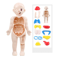 13Pcs Montessori Children Science Education Human Body Organ Anatomy Model DIY Toy