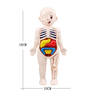 13Pcs Montessori Children Science Education Human Body Organ Anatomy Model DIY Toy