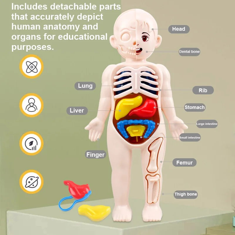 13Pcs Montessori Children Science Education Human Body Organ Anatomy Model DIY Toy